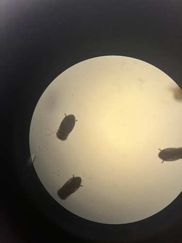 iNaturalist observation photo of Mosquitoes