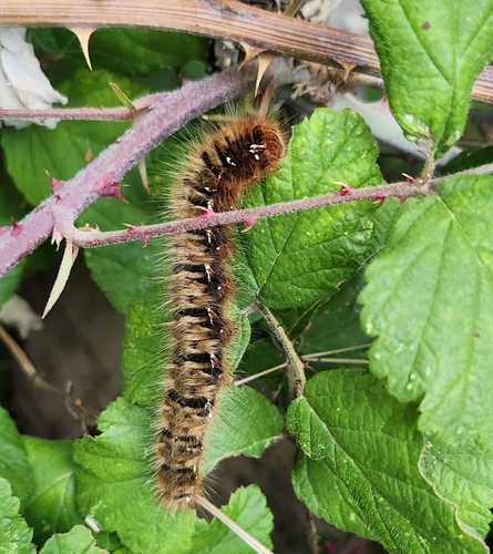 Oak Eggar