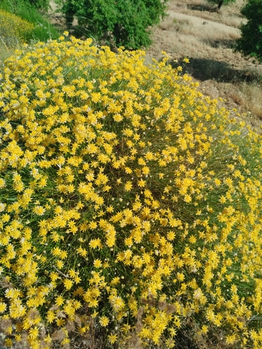 Genista umbellata