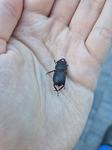 Lesser Stag Beetle