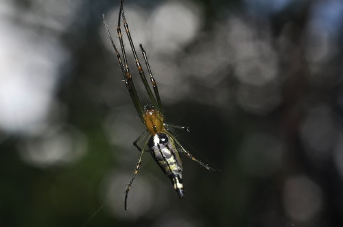 Decorative Vleispider