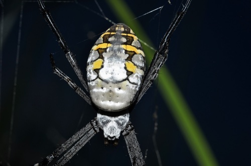 Grass Cross Spider