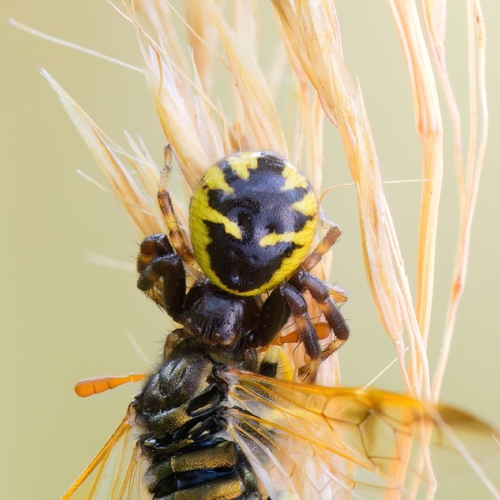 Napoleon Spider