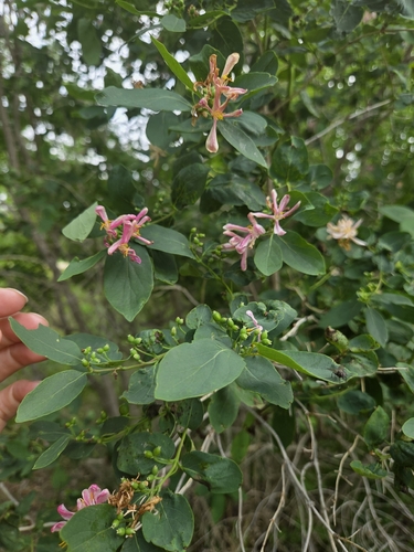 Tatarian honeysuckle