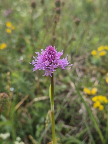 Globe-flowered Orchid