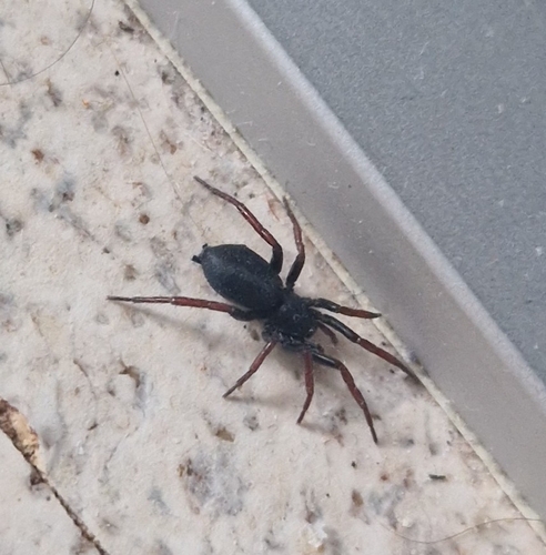 Yellow-legged Zipper Spider