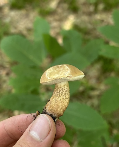 Bitter Bolete