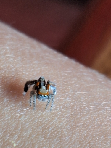 Beardfooted spider