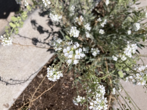 Touristplant