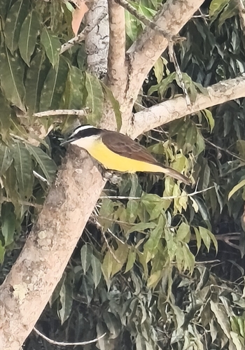 Great Kiskadee