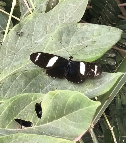 Heliconius sara apseudes