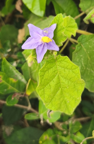 Solanum cordifolium