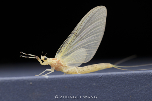 Oriental Mayfly
