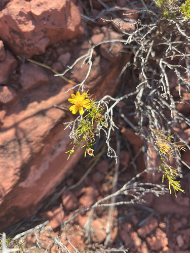 pricklyleaf dogweed