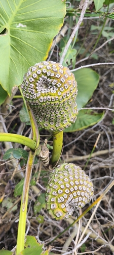 aninga