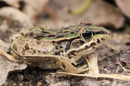Black-spotted Frog