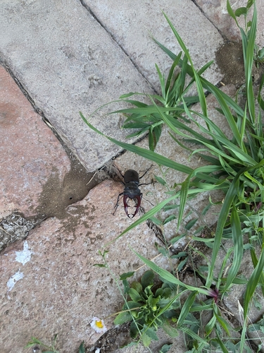 European Stag Beetle