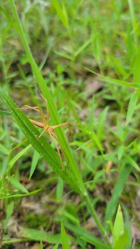 Pisaurina dubia