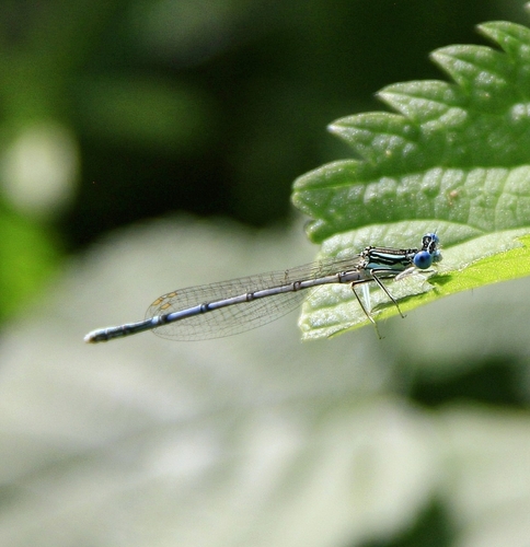 Blue Featherleg