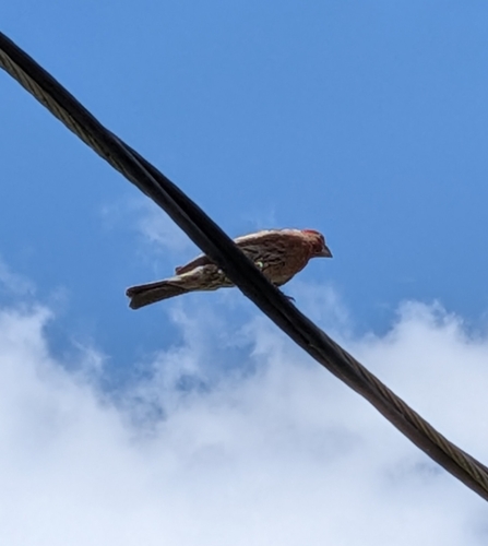 House Finch