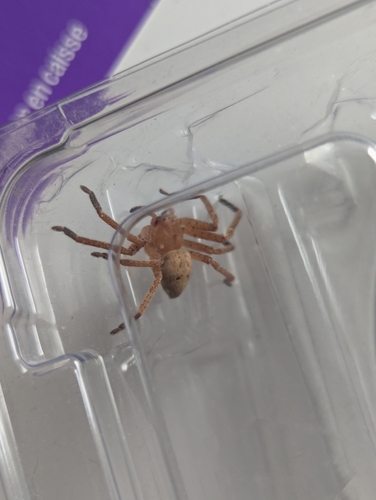 Olios argelasius