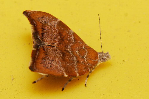 fig-tree skeletonizer moth