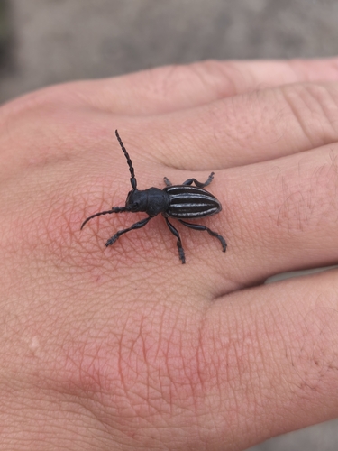 Iberodorcadion fuliginator