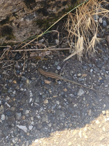 Common Wall Lizard
