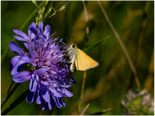 Essex Skipper