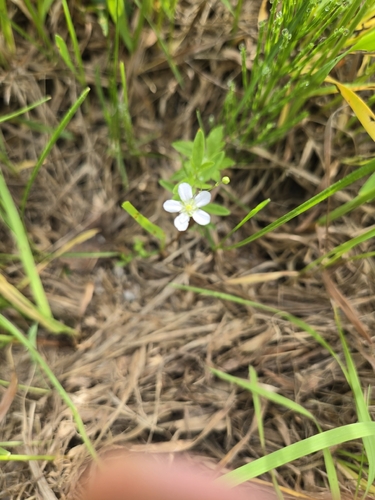 bluntleaf sandwort
