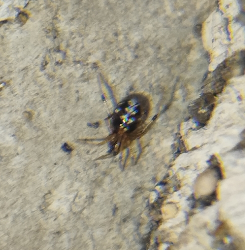 Triangulate Combfoot