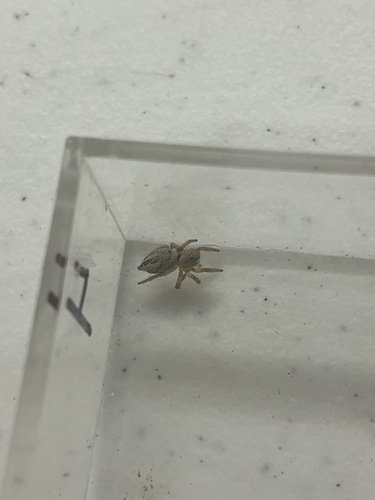 iNaturalist observation photo of Paradise Jumping Spiders