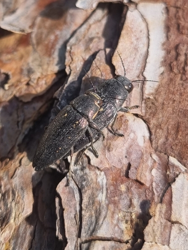 Buprestis dalmatina