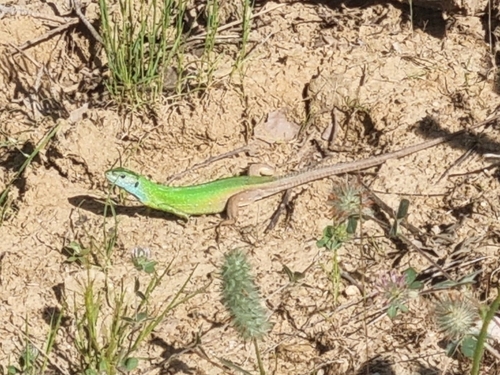 Green Lizard
