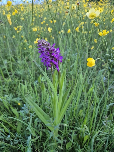 Early Marsh-orchid