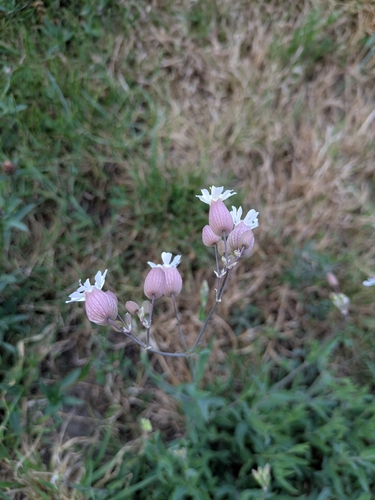 bladder campion