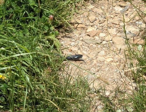 Green Whip Snake