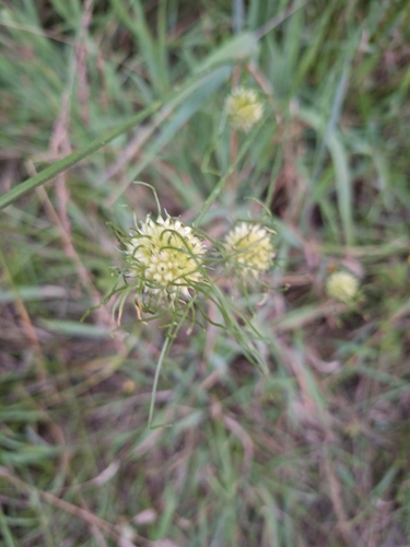 wild garlic