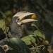 Malabar Pied Hornbill - Photo (c) DCP Expeditions, all rights reserved, uploaded by DCP Expeditions