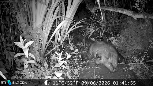 Eurasian Beaver
