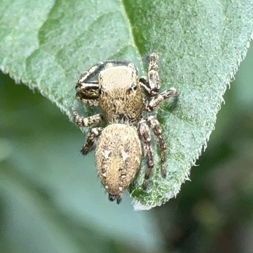 Dendryphantes rudis