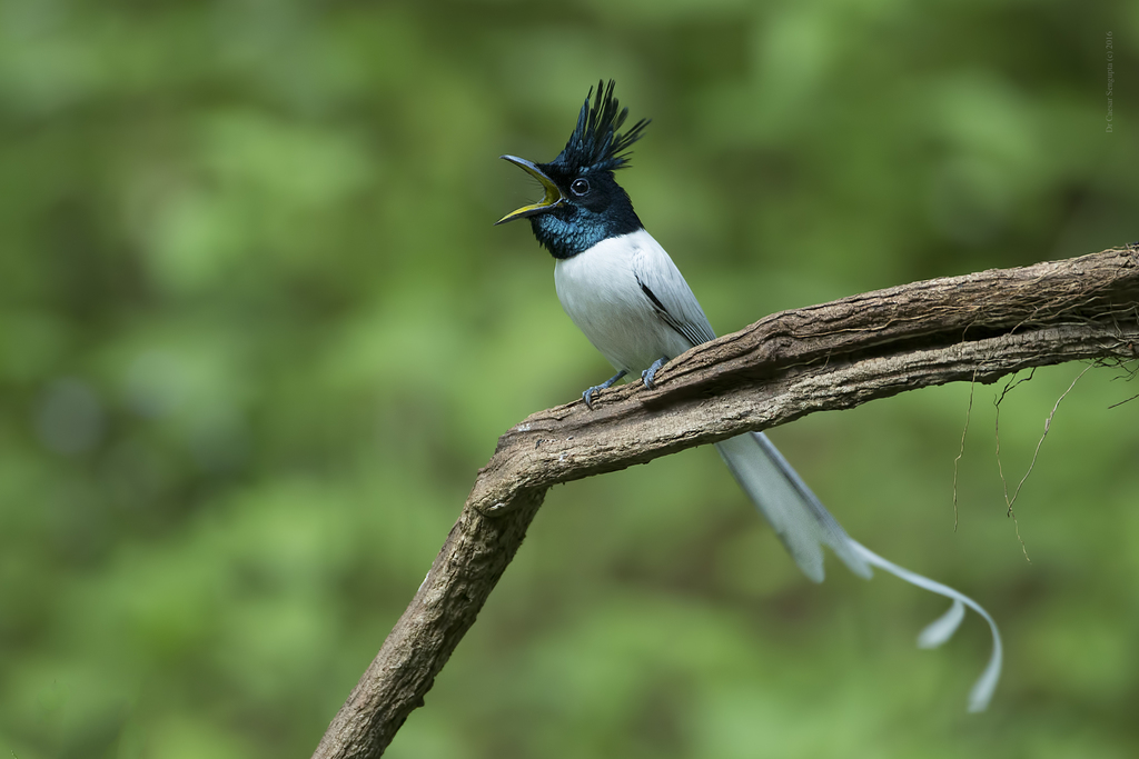 Indian Paradise-Flycatcher (Terpsiphone paradisi) photo