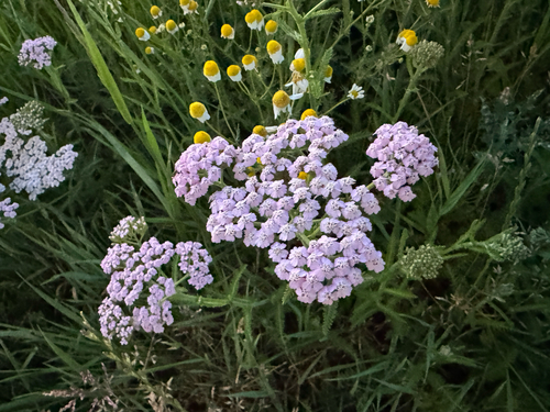 common yarrow