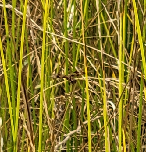 Eastern Amberwing