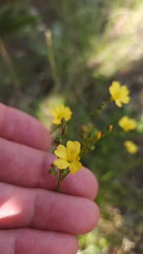 Rock Flax