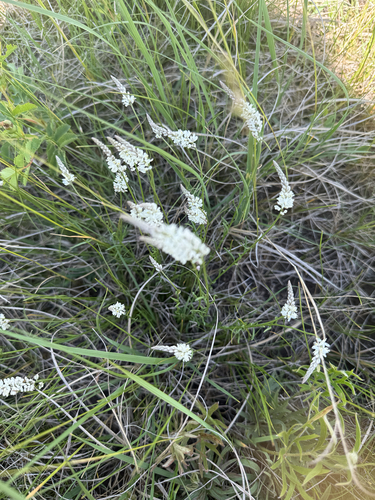 white milkwort