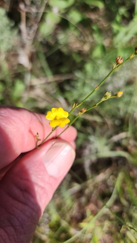 Rock Flax