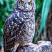 Spotted Eagle-Owl - Photo (c) Ben van der Merwe, all rights reserved, uploaded by Ben van der Merwe