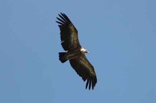 Eurasian Griffon