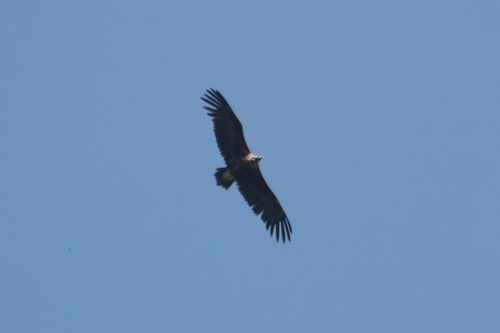 Cinereous Vulture